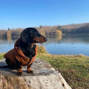 Egyszínű télikabát, meleg kutyaruha